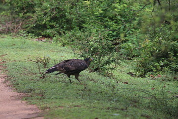 Crested Serpent Eagle (Spilornis cheela)