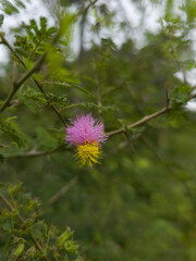 Stunning close up of a two toned Mimosa flower, featuring vibrant pink and yellow stamens, set against a backdrop of feathery green leaves.