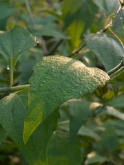 close up shot of a vibrant green leaf covered in tiny dew droplets, catching the warm, golden sunlight of a fresh morning.