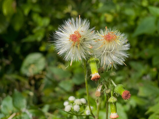 A lone , brilliant red leaf catches the light, standing out in sharp contrast against a backdrop of deep, shadowy green foliage.
