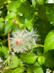 A lone , brilliant red leaf catches the light, standing out in sharp contrast against a backdrop of deep, shadowy green foliage.