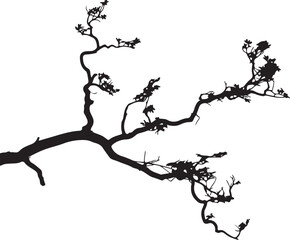 Elegant silhouette of a graceful tree branch, natural beauty
