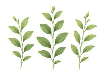 Fototapeta premium Green botanical sprigs with fresh leaves and budding flowers, a watercolor illustration on transparent background