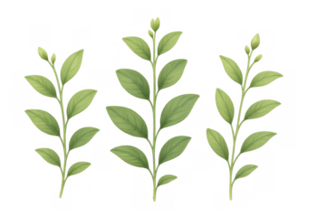 Green botanical sprigs with fresh leaves and budding flowers, a watercolor illustration on transparent background