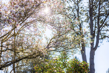 Cherry blossoms in sunlight, spring bloom, spring scenery, scene of early March April May