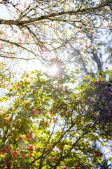 Cherry blossoms in sunlight, spring bloom, spring scenery, scene of early March April May