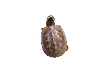 Tortoise isolated on white background