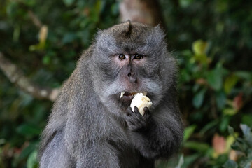 Portrait of Balinese Long Tailed Monkey (Macaque) a banana in its hand and eating.  Northern Bali, Indonesia. Forest in the background. 
