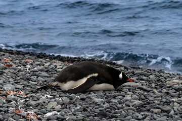 Gentoo penguin (genus Pygoscelis) in Antarctica, Laying down on a rocky beach. Snow in background. 

