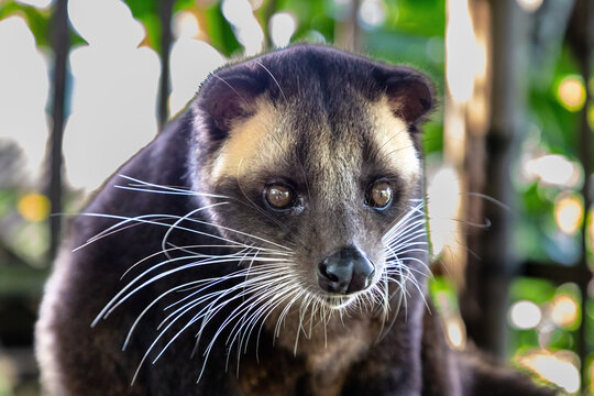 Palm Civet (Paradoxurus hermaphroditus) in Northern Bali, Indonesia. The coffee beans it eats are harvested after it has passed through its system, and is used to make Kopi Luwak coffee. 
