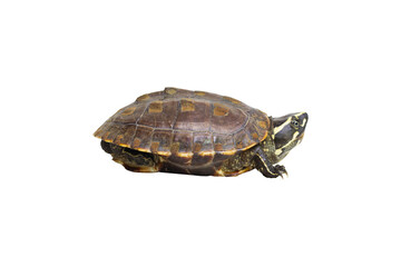 Tortoise isolated on white background