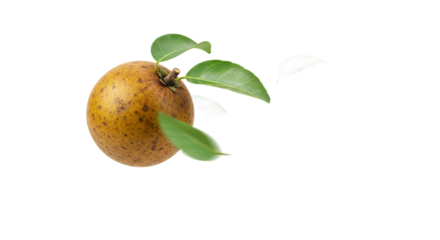 Fresh Loquat Fruit with Green Leaves A Natural Still Life