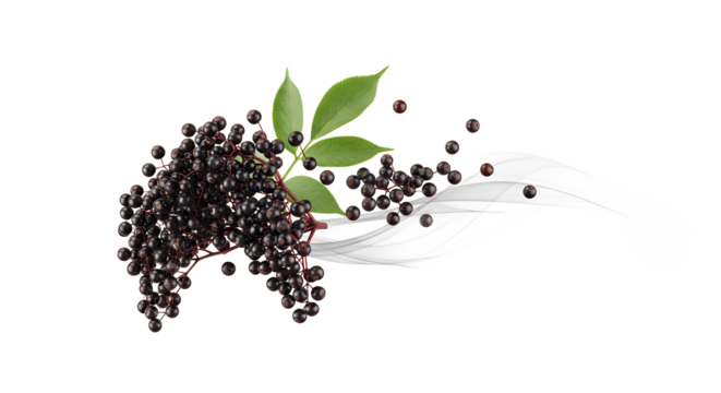 Elderberry Cluster with Leaves Healthy Berry Isolated on White Background