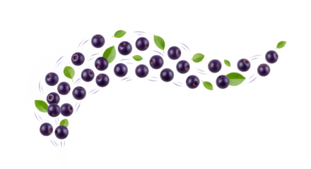 A whimsical array of black currants and leaves on a white background