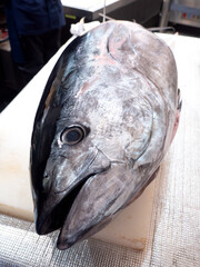 本マグロの解体ショー