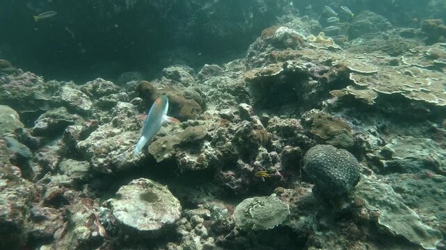 a parrot fish swims underwater in slow-motion cinematic high resolution