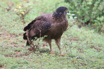 Crested Serpent Eagle (Spilornis cheela)