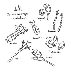 Spring wild vegetable illustration set - black line drawing illustrations