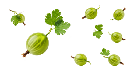 Fresh green gooseberries with leaves on a white background, a collection of ripe fruits
