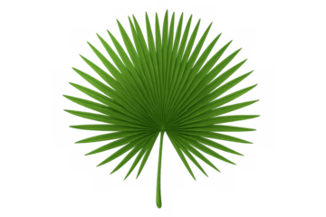 Green tropical fan palm leaf generating a natural design element with transparent background