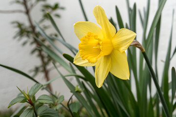 Close up of bright yellow daffodil flower blossoming in spring season outdoors