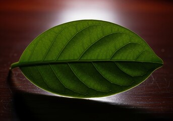 Vibrant green leaf macro photograph showing detailed venation and dramatic backlighting.