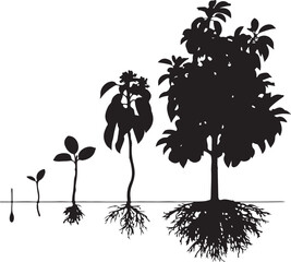 Plant growth development life cycle stages from seed to a tree
