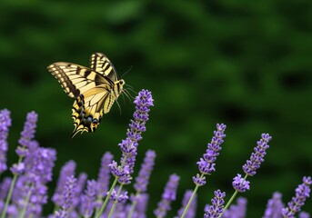 Elegant yellow and black swallowtail butterfly hovering over blooming lavender