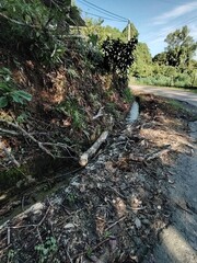 Roadside view showing forest growth, fallen logs, and a small water channel.