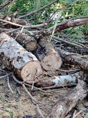 Rustic logs and undergrowth debris, natural wood background texture