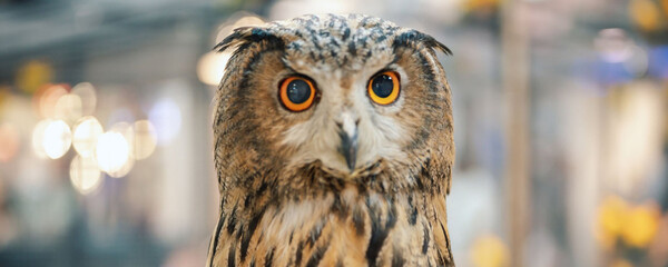 Close-up of a majestic owl with striking orange eyes and detailed feathers