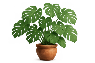 Monstera deliciosa plant flourishing in a terracotta pot capturing natural beauty, cut out on a transparent background