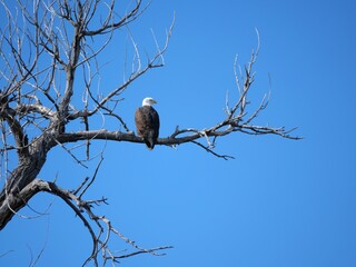 Bald Eagle Perched on a Dead Tree in Late Autumn, Teller Farm North Trail, Boulder, Colorado