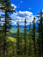 Lush green forest landscape with towering pine trees under a bright blue sky filled with fluffy clouds, showcasing the beauty of nature and tranquility in the wilderness