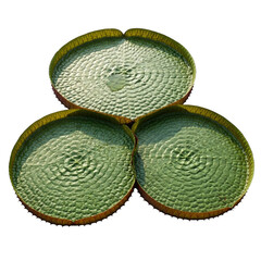 Watercolor Three Giant Water Lily Pads isolated on a transparent background