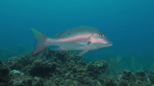Mutton Snapper Swimming Over Vibrant Coral Reef &mdash; Tropical Predator and Schooling Fish Moving Gracefully in Scenic Underwater Habitat &mdash; Captured in Stunning 4K 60 FPS for Stock Footage