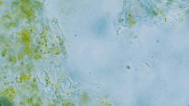 Plant cell organelle Brownian motion in water