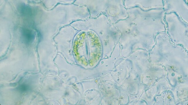 Plant breathing cell stomata with chloroplasts inside, 1000x magnification