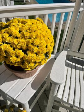 yellow mums on the porch