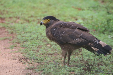 Crested Serpent Eagle (Spilornis cheela)