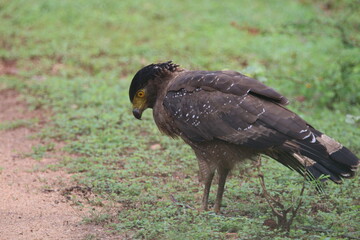 Crested Serpent Eagle (Spilornis cheela)