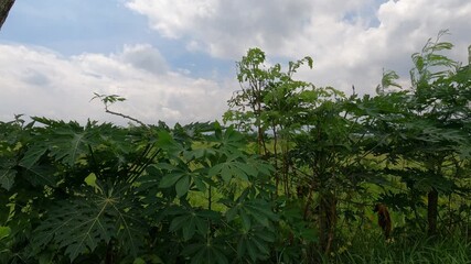 Bali, Indonesia: November 10th 2025: POV Open Rice Field in Daylight