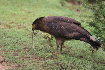 Crested Serpent Eagle (Spilornis cheela)