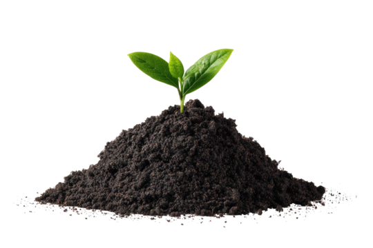 Sprout growing from a small mound of dirt