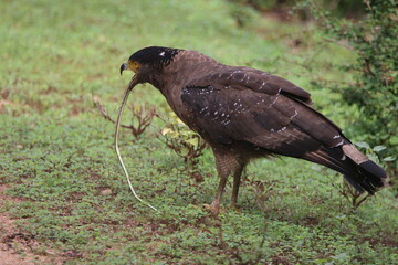 Crested Serpent Eagle (Spilornis cheela)