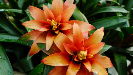 Close-up of two vibrant orange bromeliad flowers with lush green leaves in the background.