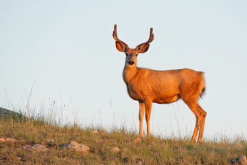 Deer at sunset