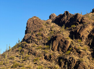Desert Mountain with Saguaro Cacti and Rocks Under Blue Sky