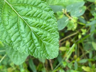 Close-up of a green leaf