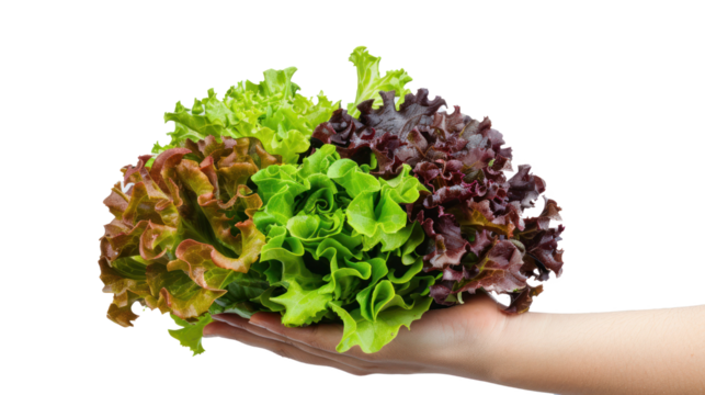 Hand holding Green and Red Leaf Lettuce isolate on transparency background